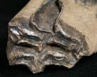 Pleistocene Aged Fossil Horse Tooth - Florida #10288-1